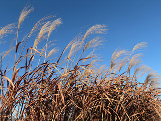 가을하늘 아래 갈대