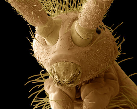 Springtail head, SEM