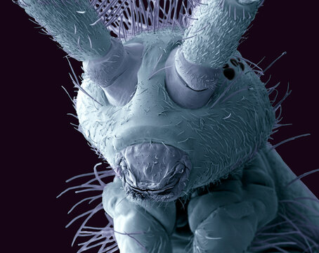 Springtail head, SEM