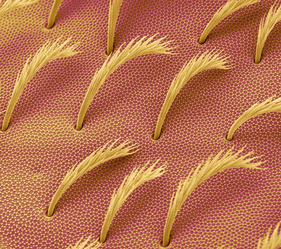 Springtail body hair, SEM