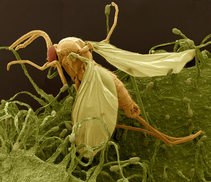 Gnat trapped in sundew, SEM