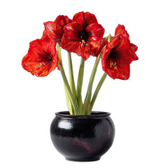 Vibrant red flowers bloom from a textured black pot