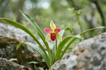 A delicate orchid with pink and yellow petals grows among rocks in a natural forest setting.