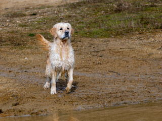 Purebred golden retriever dog in the field next to a lake looking to collect piece hunting
