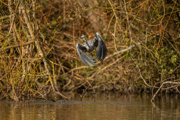 Fototapeta premium Heron flying forwards, close up from a tree