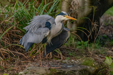 Obraz premium Heron at the edge of a pond, close up