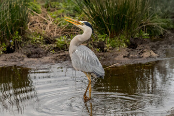 Grey heron standing in water, close up
