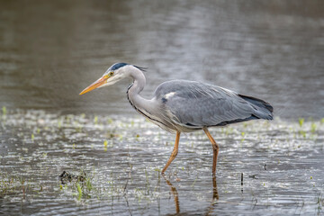 Fototapeta premium Grey heron fishing in a lake