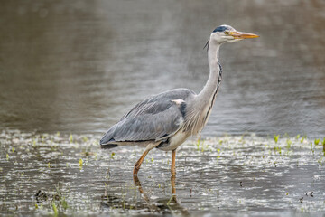 Fototapeta premium Grey heron fishing in a lake