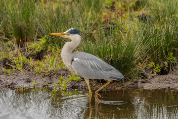 Obraz premium Grey heron standing in water, close up