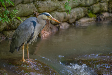 Fototapeta premium Grey heron on a rock in a river