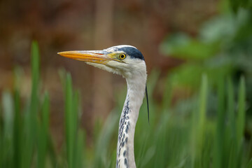 Fototapeta premium Grey heron portrait, close up