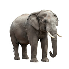 Obraz premium Detailed gray elephant sculpture with wrinkled skin and tusks