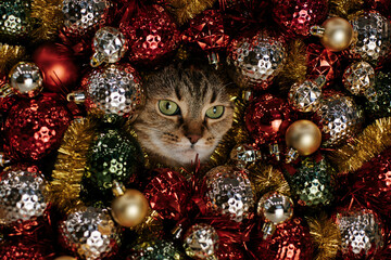 Cat surrounded by Christmas ornaments in festive holiday decor