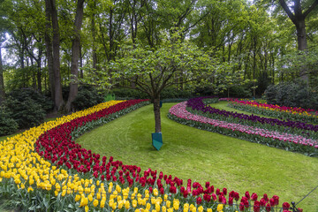 Keukenhof, Netherlands - 06 May 2019: View of vibrant tulip beds winding through lush green lawns, framed by towering trees in the garden.