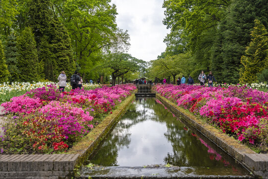 Keukenhof, Netherlands - 06 May 2019: View of vibrant pink azaleas lining a reflecting canal, framed by lush green trees in the park.