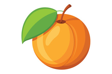 apricot on white background
