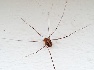 Harvestman with long legs on a white wall. Cosmobunus granarius 