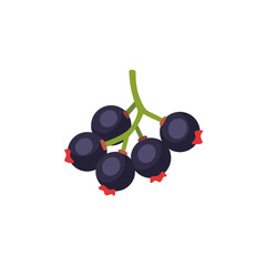 Black currant berries with stem, fruit icon, isolated flat style vector illustration