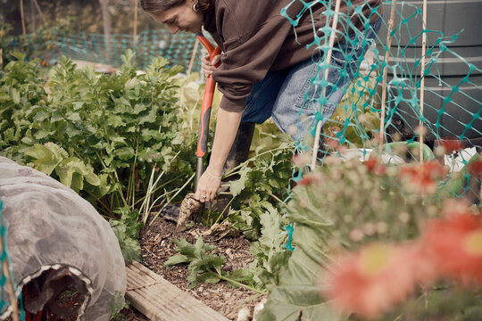 Person digging parsnips in vegetable allotment garden in London