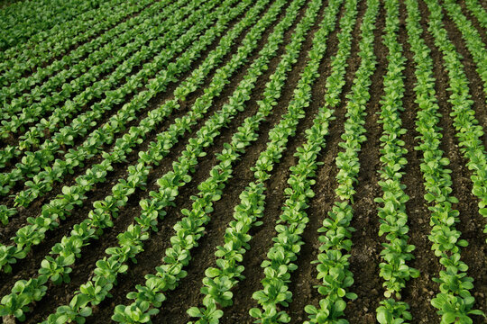 Rows of biological lamb's lettuce growing in a greenhouse field