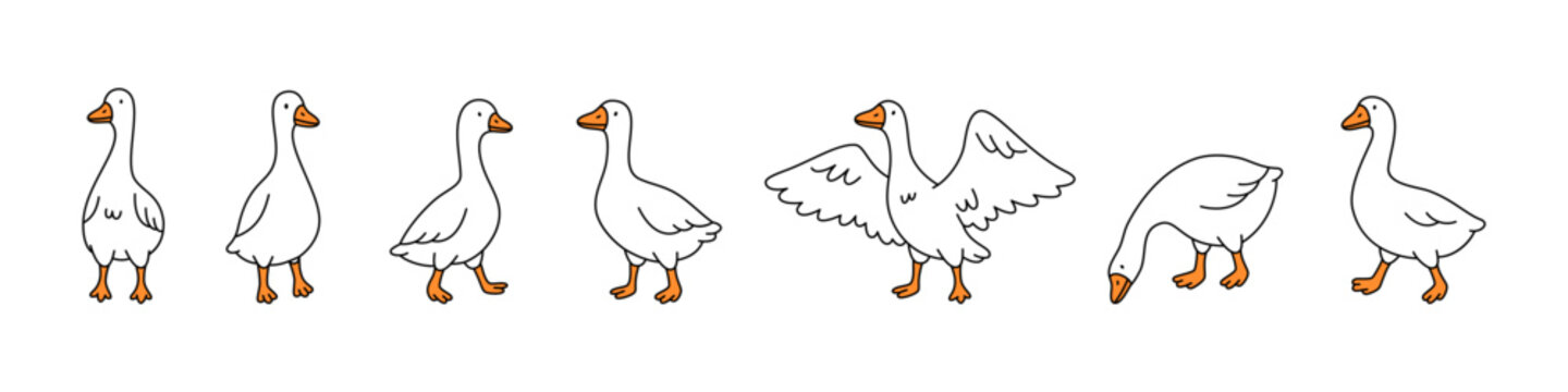 Set of minimalist cartoon geese in various poses. Outlined vector geese with flat orange accents