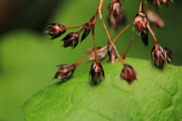 greater quaking grass plant macro photo