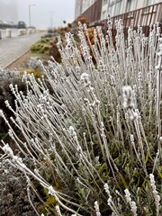 frost on lavender branches
