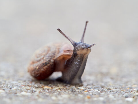 Small snail walking on the ground with its head raised. Xerotricha apicina snail. Small air-breathing land snail, a terrestrial pulmonate gastropod mollusk in the family Hygromiidae