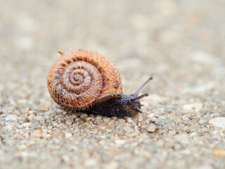 Small snail walking on the ground with its head raised. Xerotricha apicina snail. Small air-breathing land snail, a terrestrial pulmonate gastropod mollusk in the family Hygromiidae