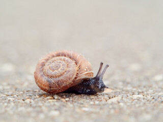 Small snail walking on the ground with its head raised. Xerotricha apicina snail. Small air-breathing land snail, a terrestrial pulmonate gastropod mollusk in the family Hygromiidae