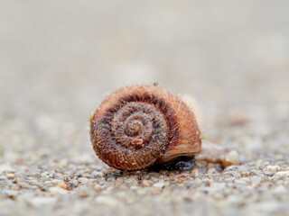 Small snail walking on the ground with its head raised. Xerotricha apicina snail. Small air-breathing land snail, a terrestrial pulmonate gastropod mollusk in the family Hygromiidae