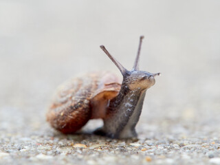 Small snail walking on the ground with its head raised. Xerotricha apicina snail. Small air-breathing land snail, a terrestrial pulmonate gastropod mollusk in the family Hygromiidae