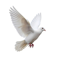 Fototapeta premium Majestic white dove bird flying with open wings, isolated subject for peace concepts