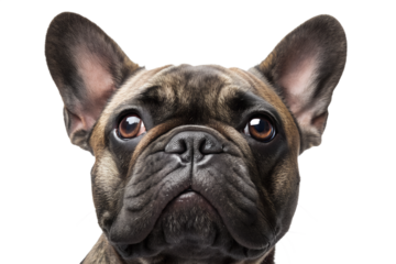 Close-up portrait of a French bulldog head looking at the camera. Detailed realistic dog face isolated on transparent background.