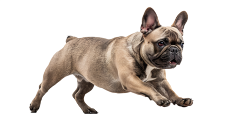 French bulldog walking forward in motion. Dynamic realistic dog pose isolated on transparent background, PNG.