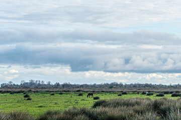 The Scenic views of Kızılırmak Delta Bird Sanctuary, which is a vast delta teeming with thousands of bird species and natural wildlife, offering a serene escape for nature lovers in Bafra, Samsun