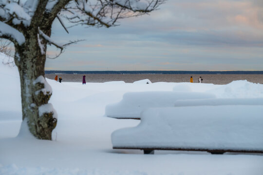View of snow-covered benches resting on the frosted beach near the Baltic sea, under a tree and a muted sky, Parnu, Estonia.