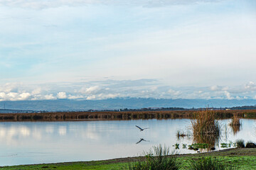 The Scenic views of Kızılırmak Delta Bird Sanctuary, which is a vast delta teeming with thousands of bird species and natural wildlife, offering a serene escape for nature lovers in Bafra, Samsun