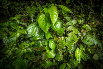 View of vibrant green foliage clinging to the earth, glistening with moisture under the dense canopy, a tapestry of life unfolds in Mindo, Pichincha, Ecuador.