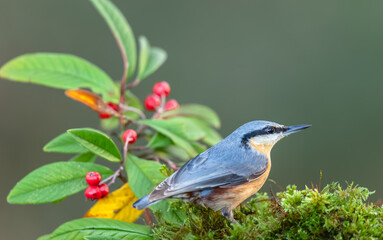 Nuthatch in Winter.  Scientific name: Sitta Europaea.  Close up of a Nuthatch facing right on green moss with red berries in the background.  Horizontal.  Copy space