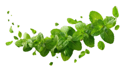 Fresh green leaves arc across black, scattered small leaves