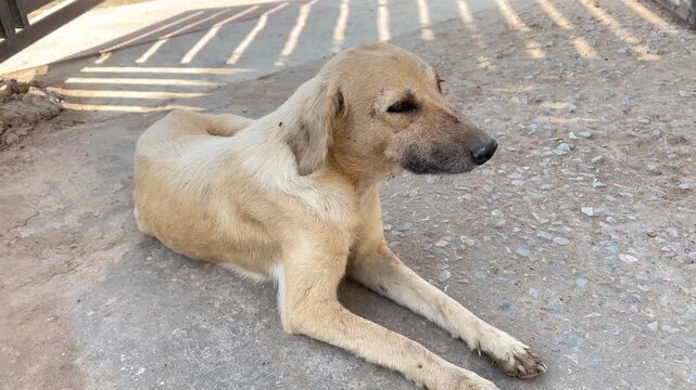 Brown Dog Resting on the Ground in Rural Indian Village