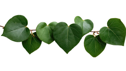 Green heart-shaped leaves on a thin vine, isolated on black background