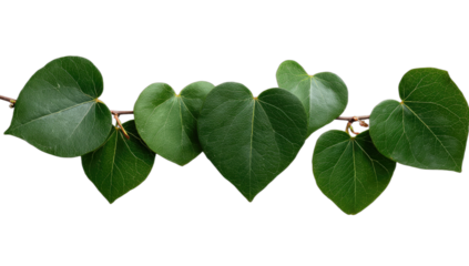 Green heart-shaped leaves on a thin vine, isolated on black background