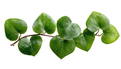 Lush green heart-shaped leaves on a slender vine against black