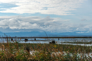 The Scenic views of Kızılırmak Delta Bird Sanctuary, which is a vast delta teeming with thousands of bird species and natural wildlife, offering a serene escape for nature lovers in Bafra, Samsun