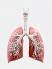 Human lungs and respiratory system anatomy illustration