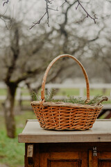 Wicker basket with fir branches on wooden table in rustic garden