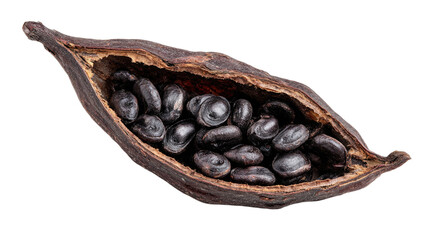 Dark, dried cocoa pod split open, revealing numerous glossy, dark brown seeds inside